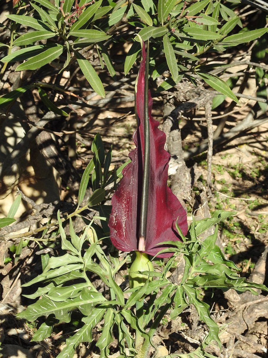 Аронник обыкновенный dracunculus vulgaris