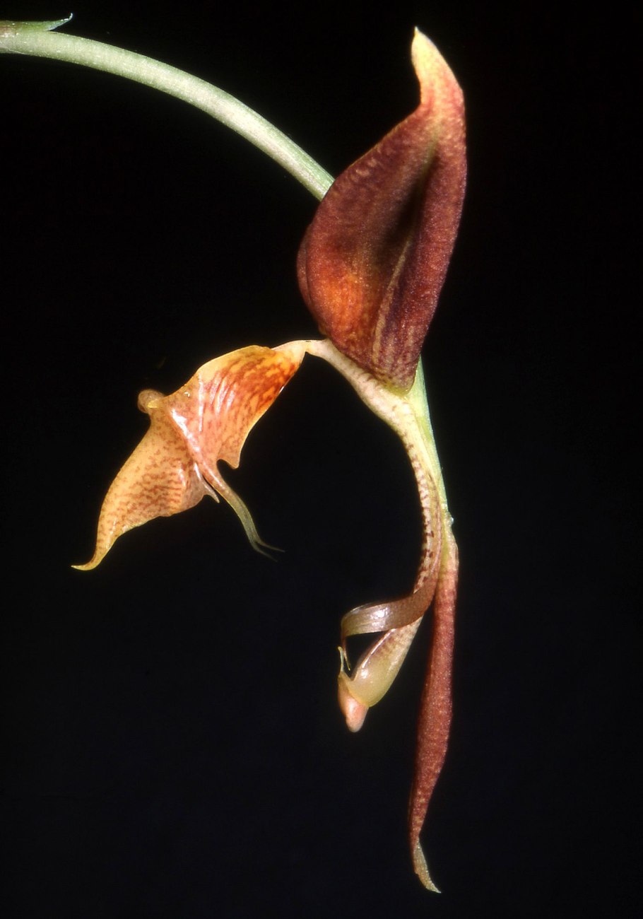 Gongora irmgardiae