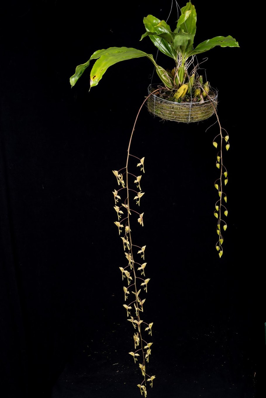 Гонгора Галеата