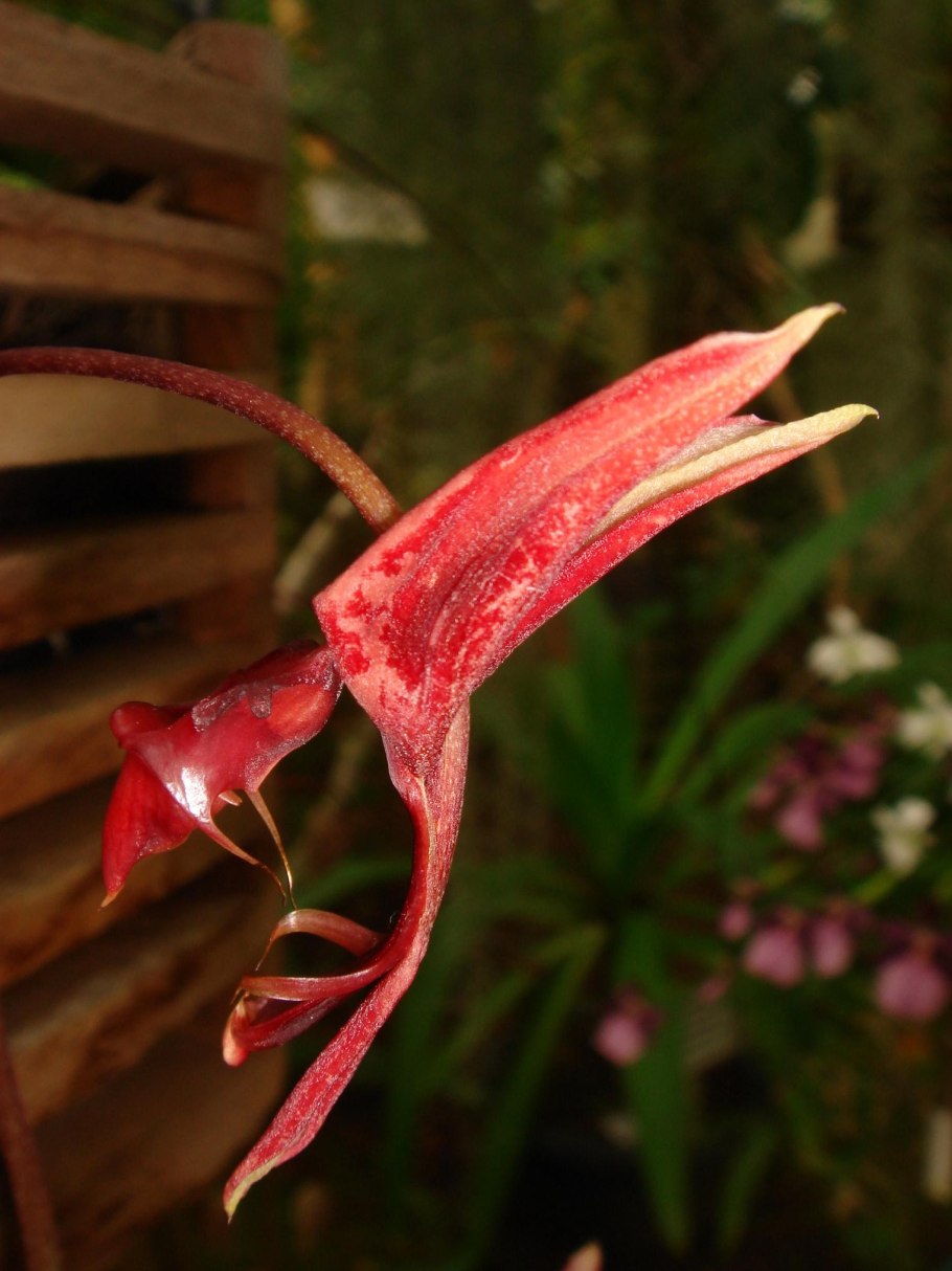 Кошмары гонгора