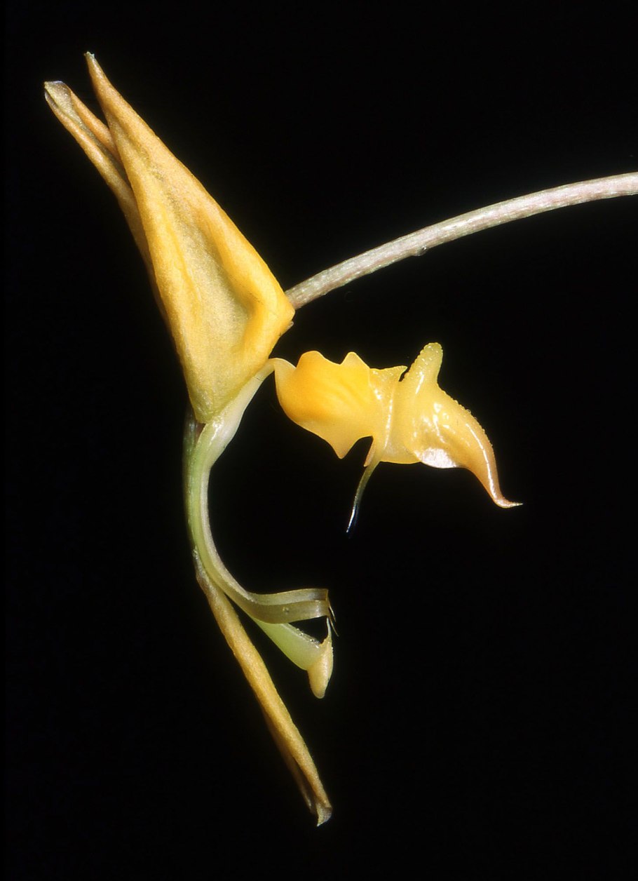 Гонгора Камакура