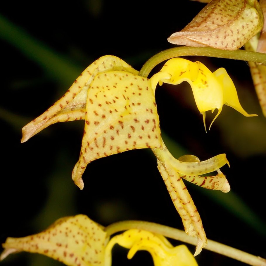 Анна Гусева рассказать про орхидеи