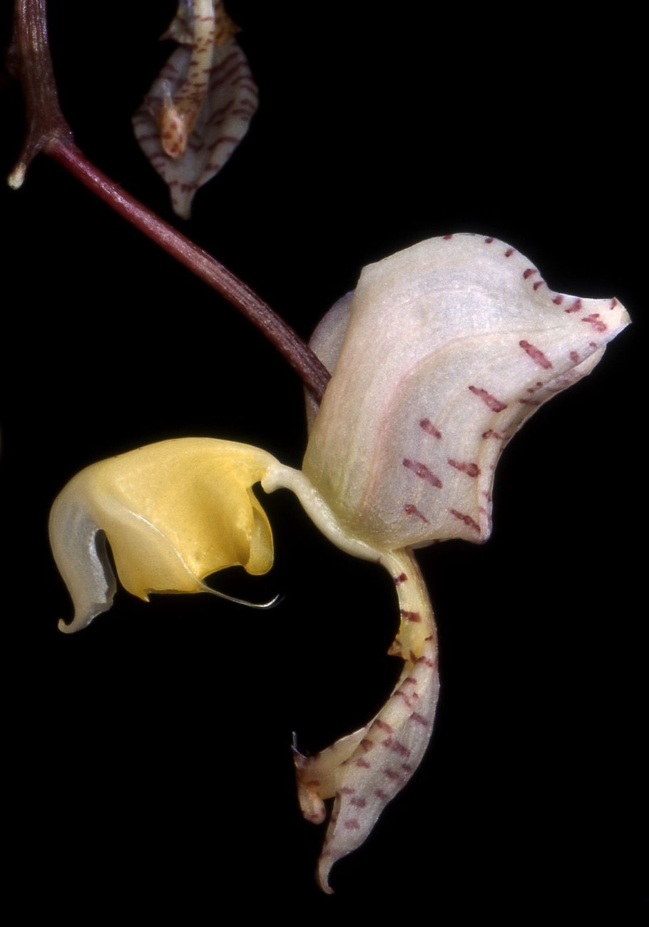 Gongora scaphephorus