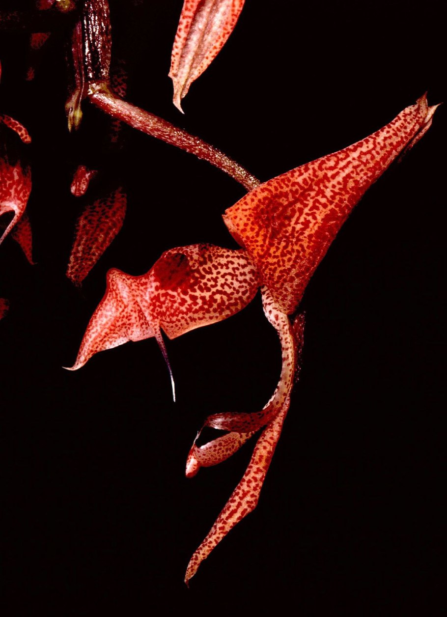 Орхидея Gongora aromatica