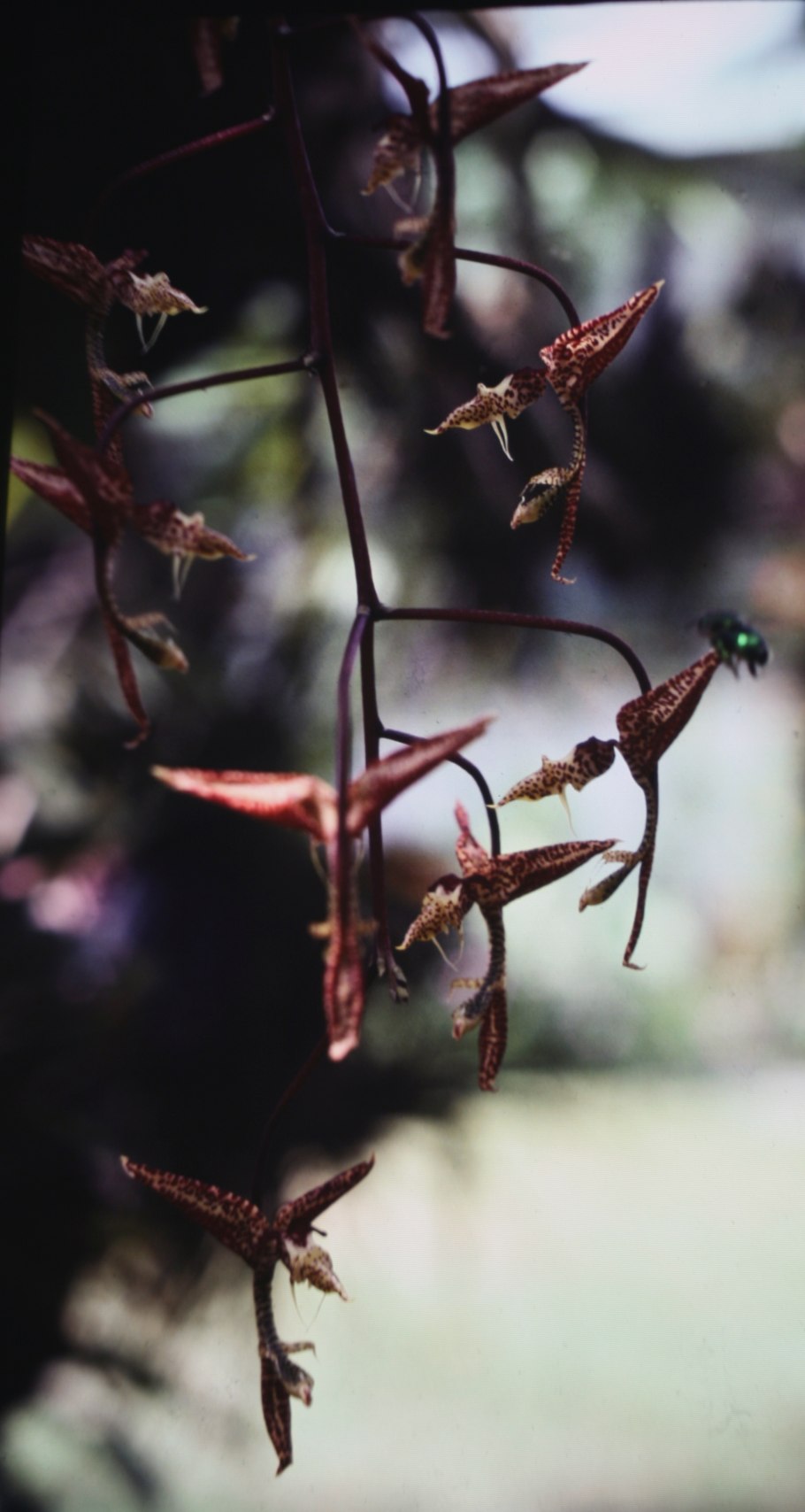 Гонгора Орхидея