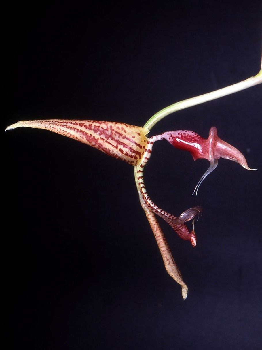 Gongora gratulabunda