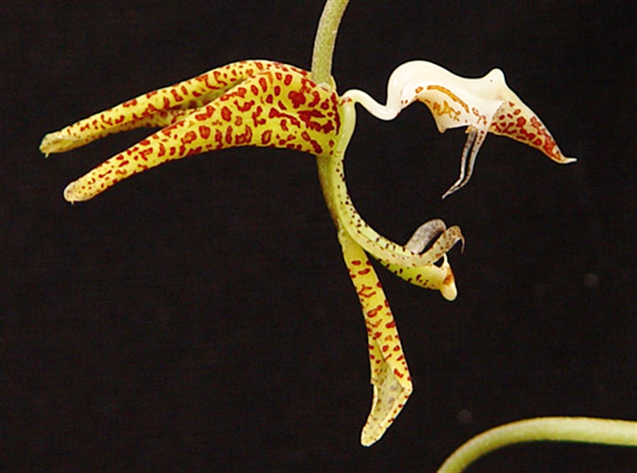 Гонгора портентоза