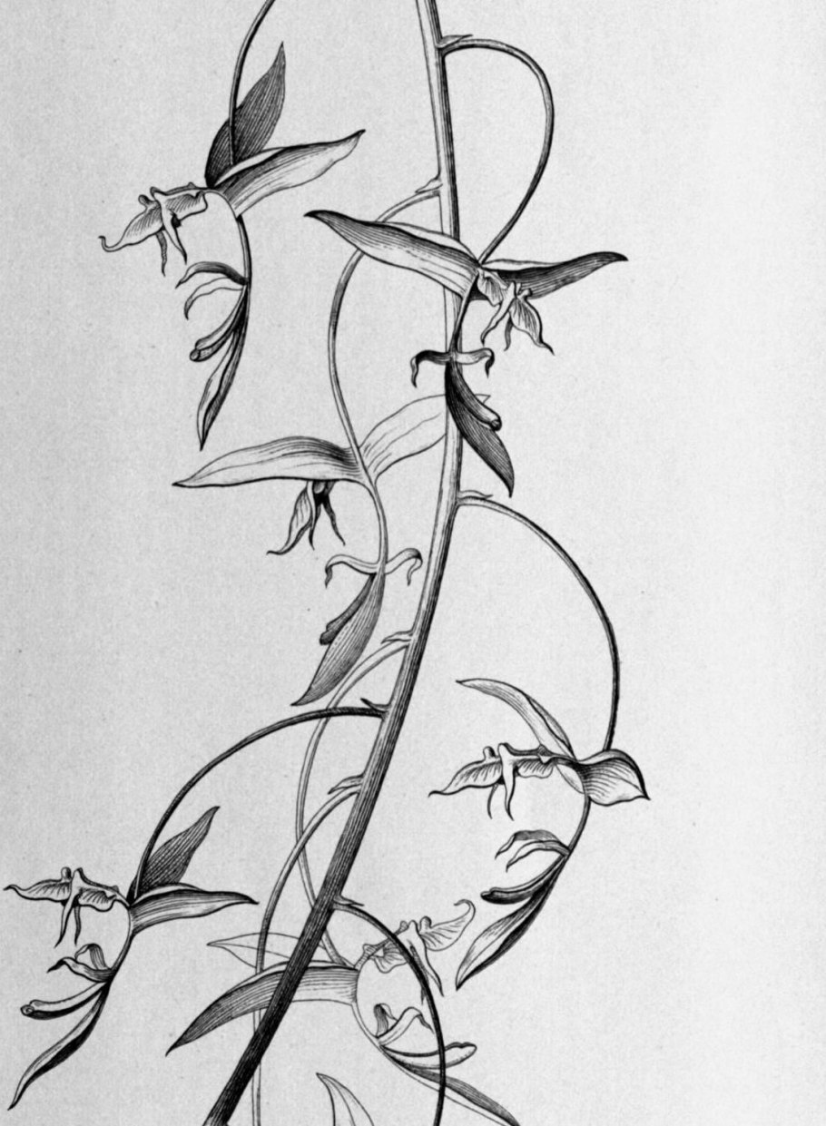 Орхидея гонгора в природе