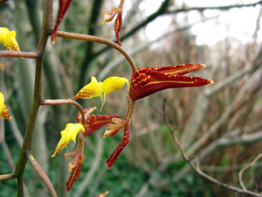 Gongora Atropurpurea