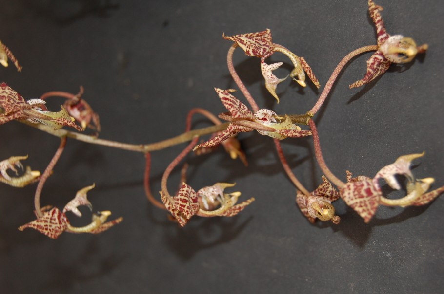 Орхидея Gongora galeata