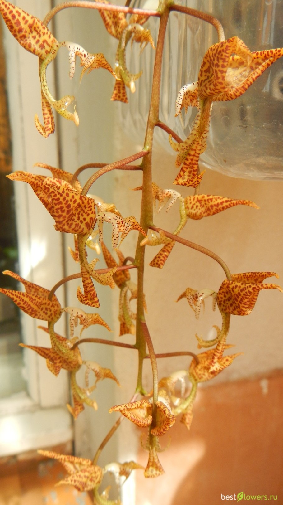 Гонгора трунката