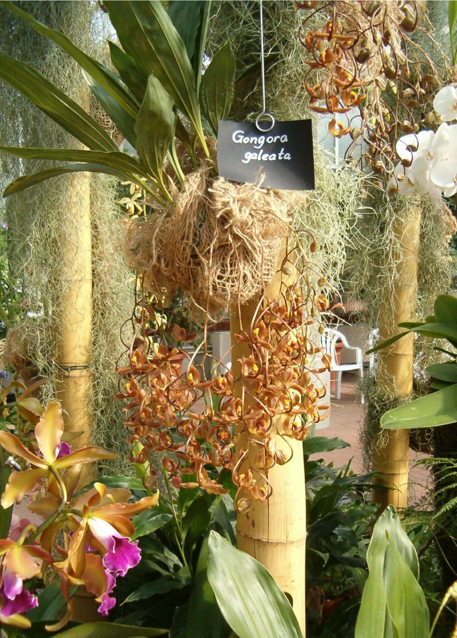 Гонгора фото