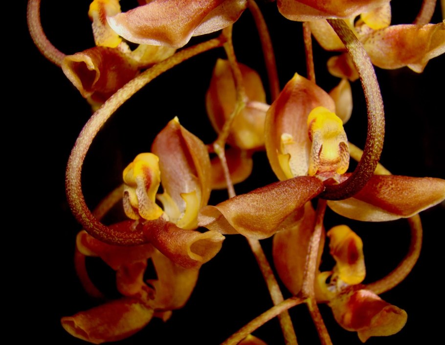 Гонгора Орхидея