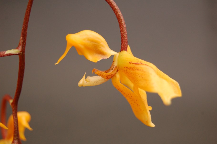 Гонгора трунката