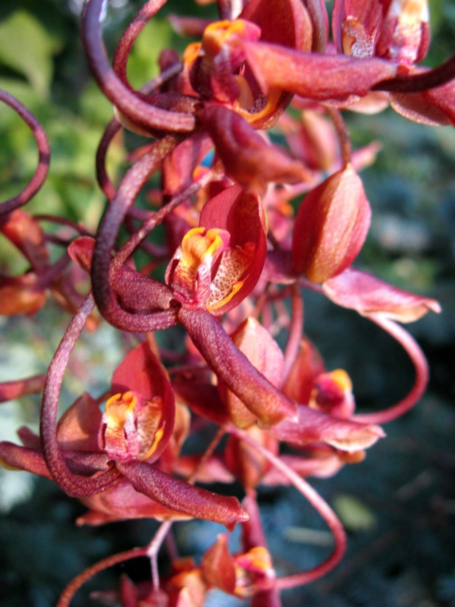 Гонгора Орхидея Вихман