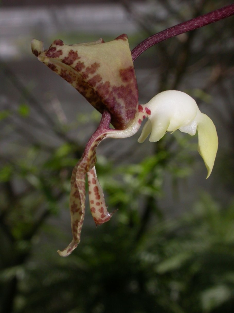 Гонгора Орхидея