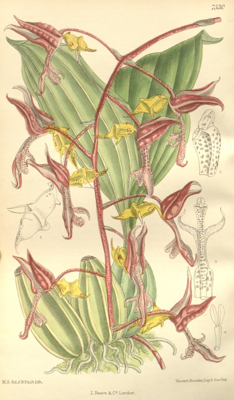 Bulbophyllum wendlandianum