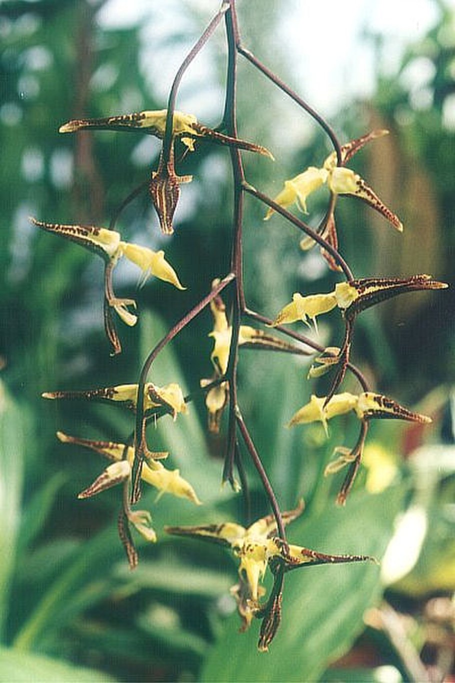 Gongora cassidea xanthina