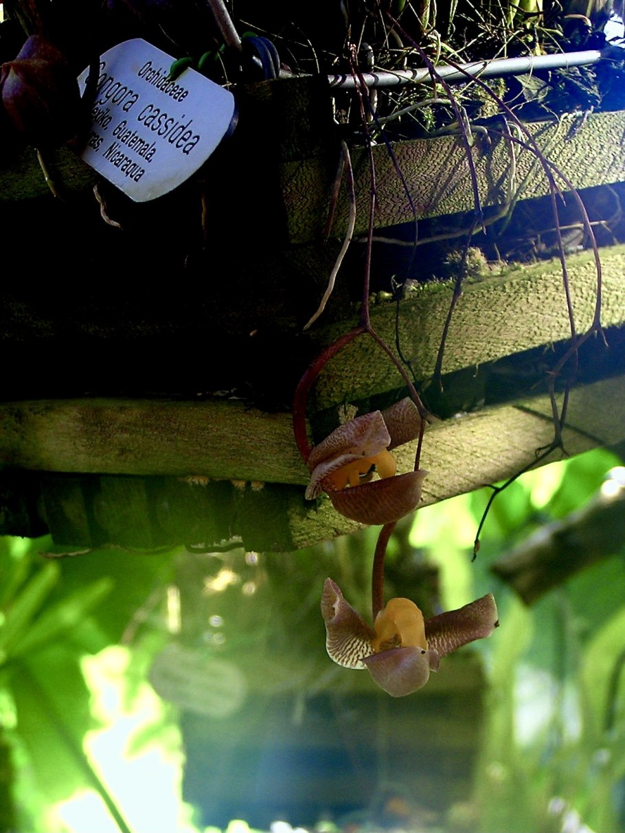 Гонгора Атропурпурея