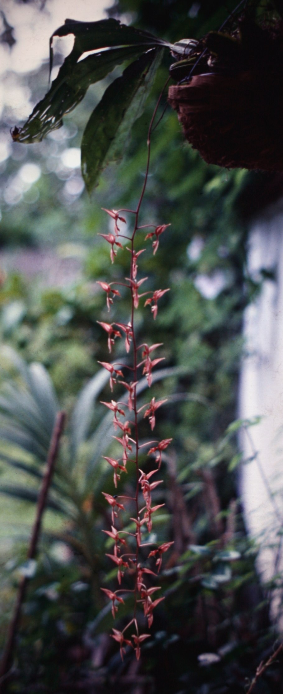 Гонгора maculata