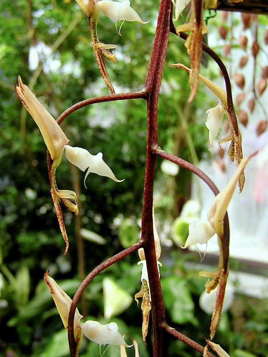 Гонгора сандериана