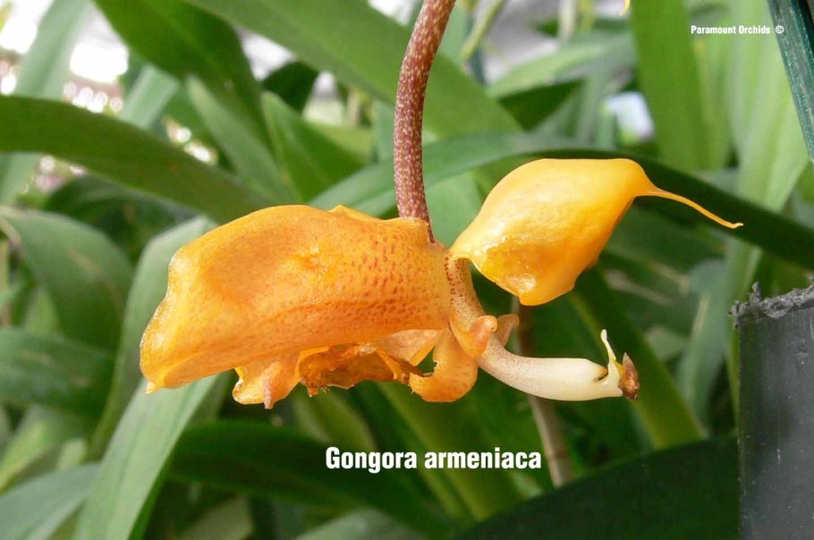 Gongora aromatica