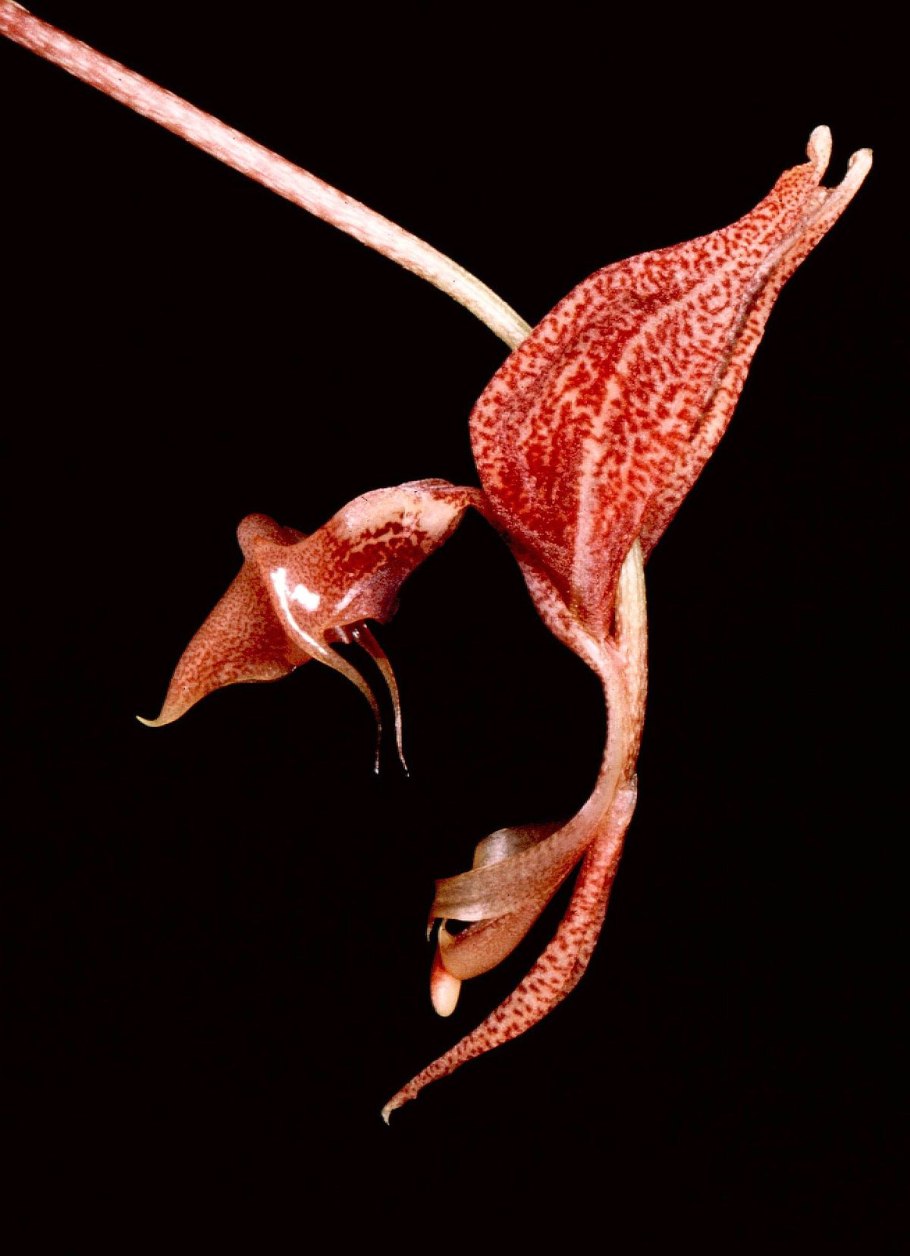 Гонгора maculata Leopard