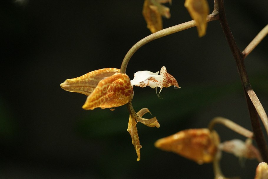 Орхидея гонгора Галеата