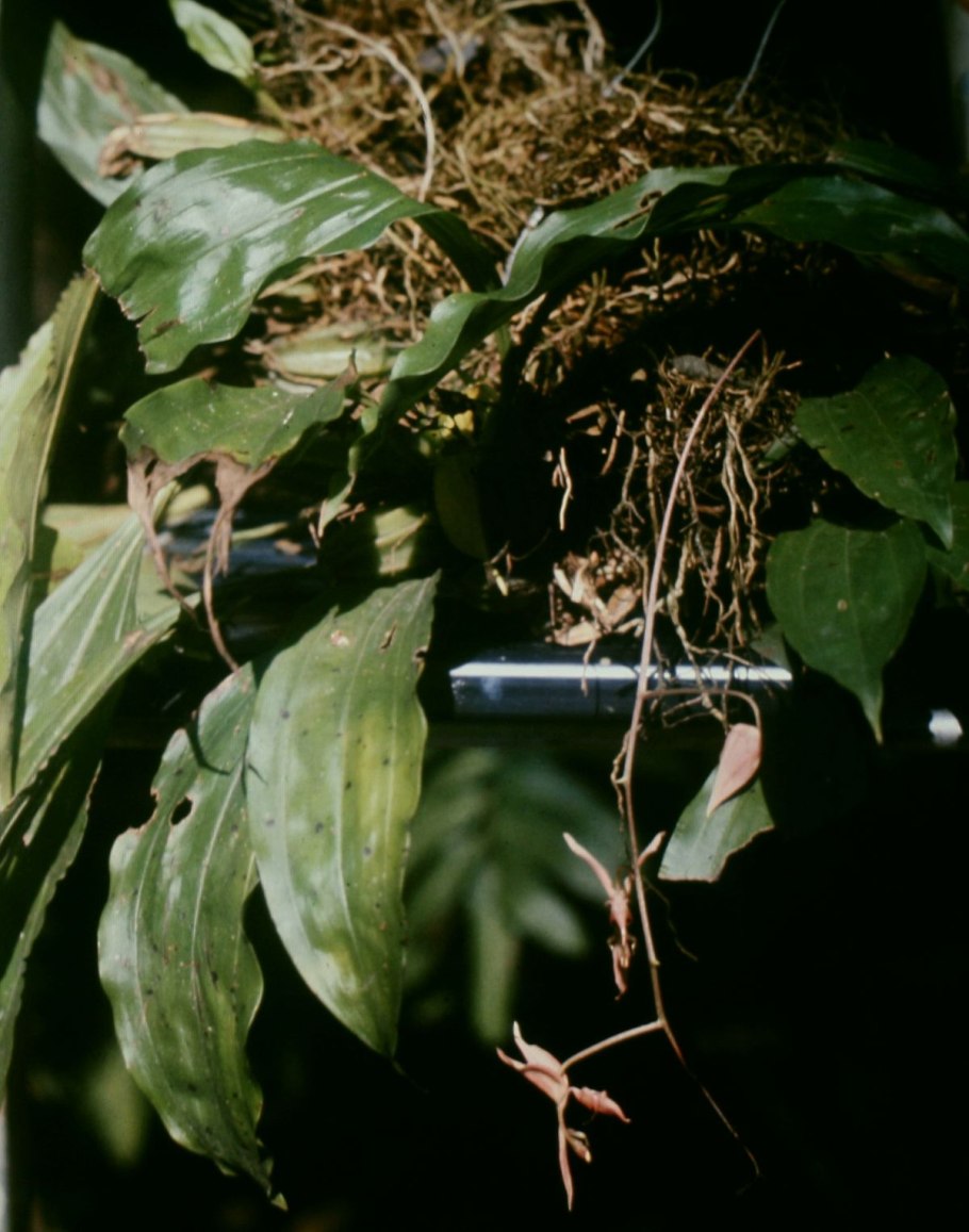 Coelogyne salmonicolor