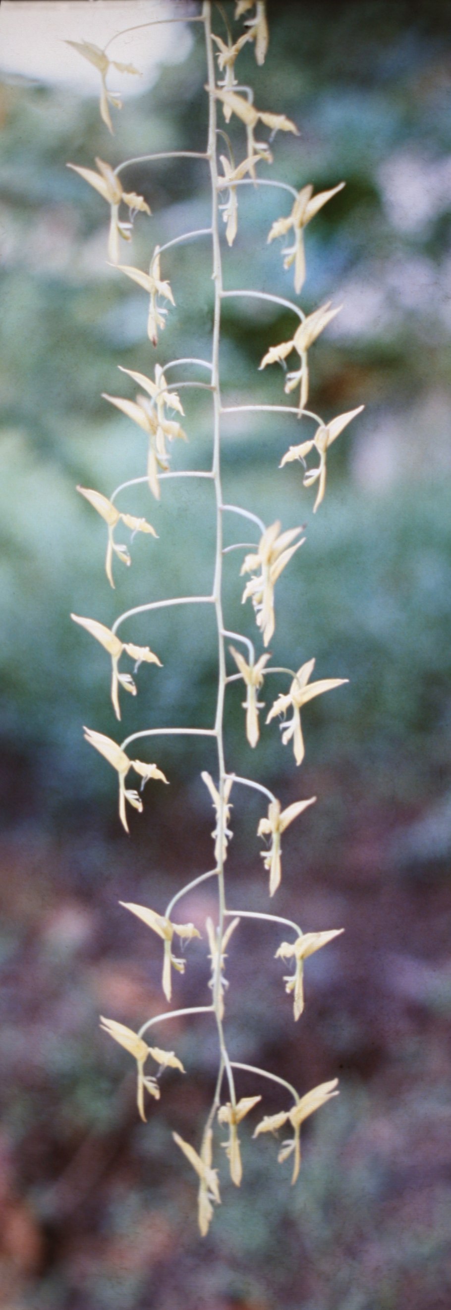 Gongora quinquenervis