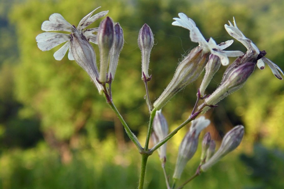 Смолевка (Silene cretacea)