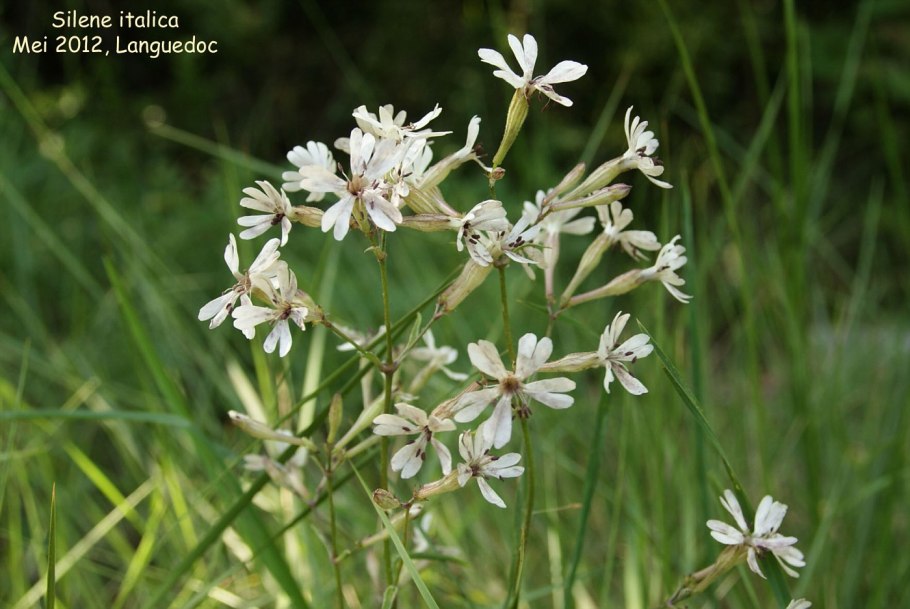 Silene densiflora (Смолевка)