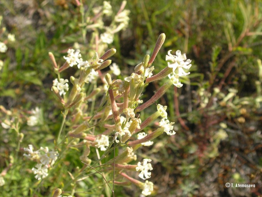 Silene Asterias