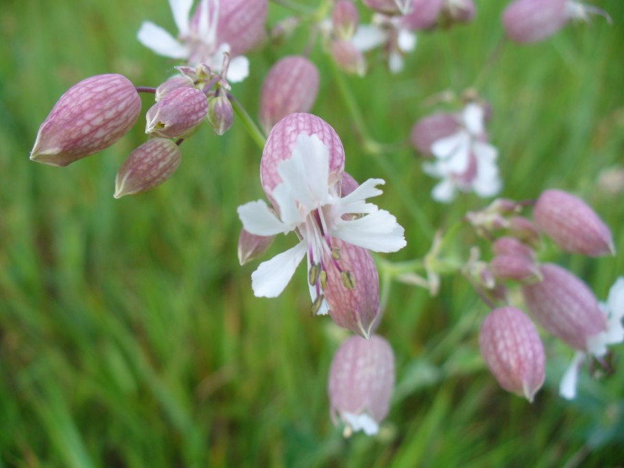Смолёвка хлопушка обыкновенная