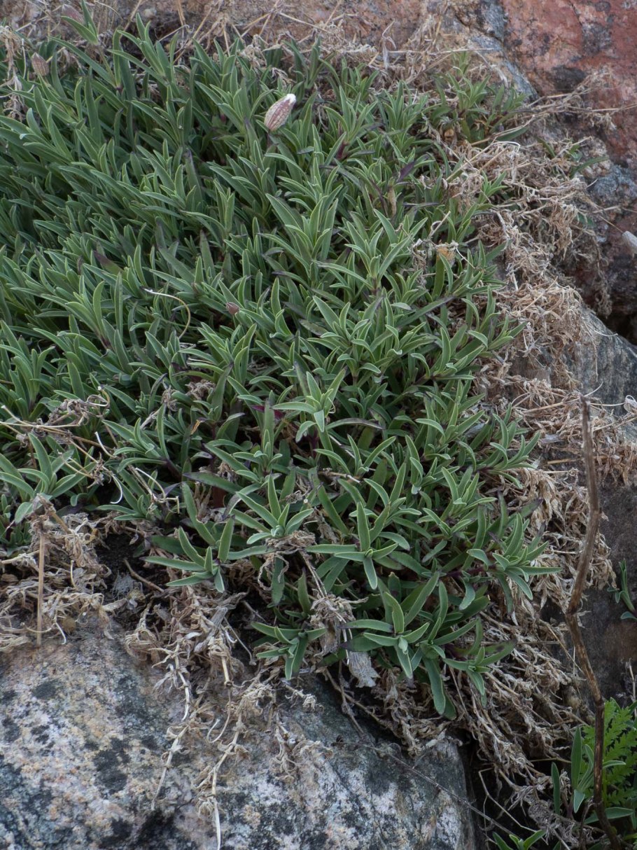 Eriogonum heracleoides