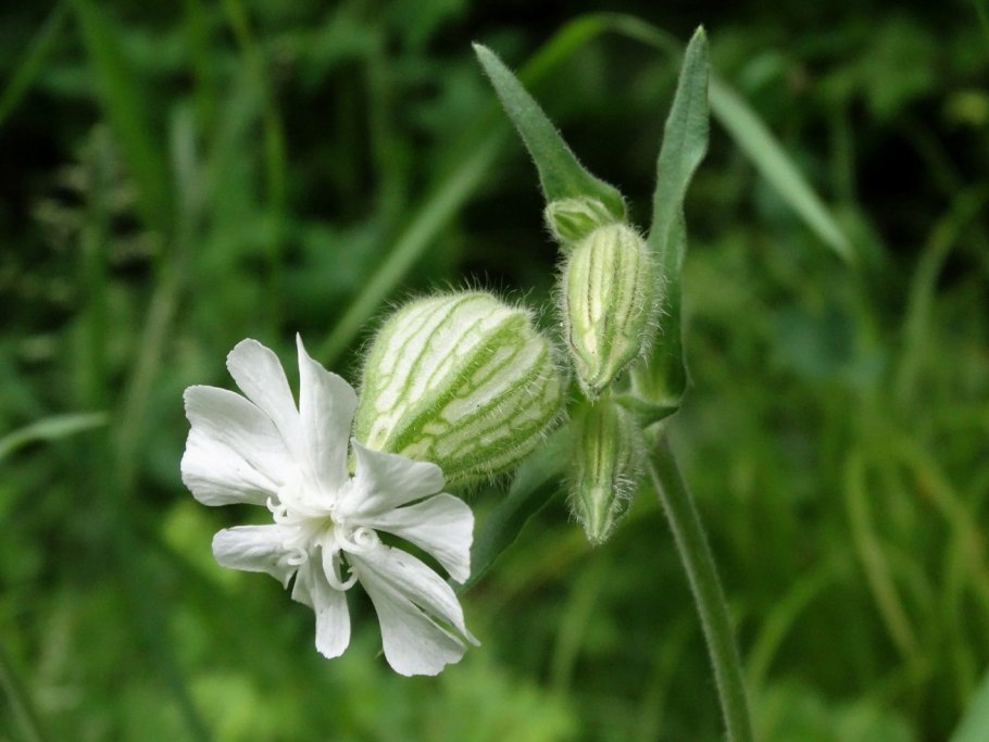 Смолевка дрема белая
