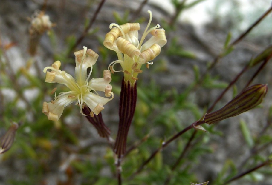 Смолёвка меловая (Silene cretacea)