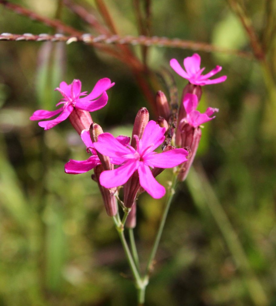 Silene armeria