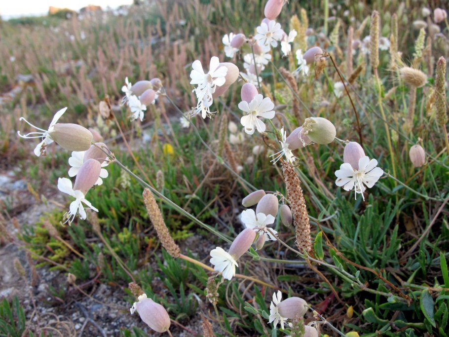 Silene vulgaris Смолевка обыкновенная