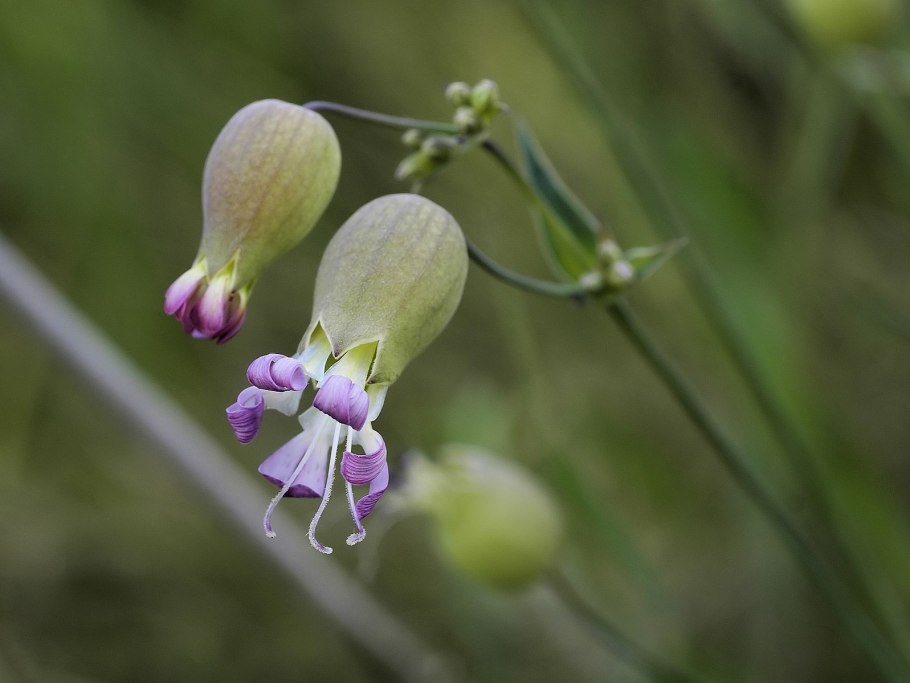 Silene vulgaris смолёвка