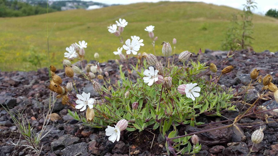 Смолевка ночная