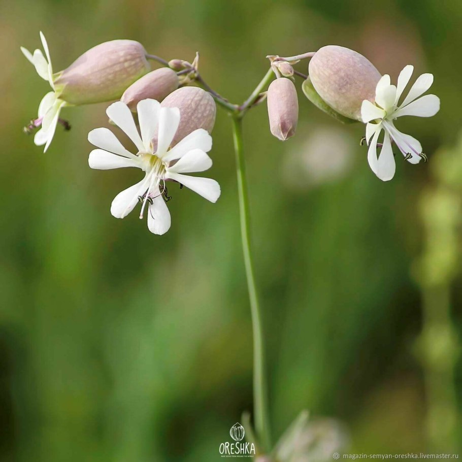 Silene vulgaris смолевка обыкновенная