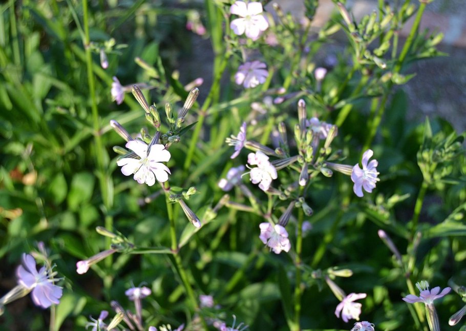 Silene hifacensis