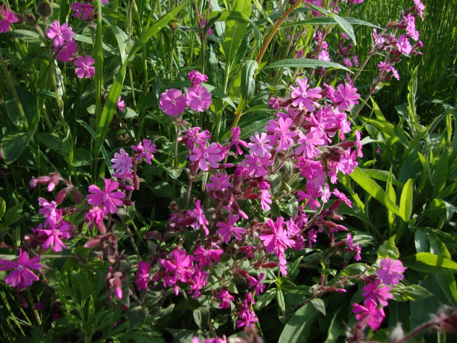 Смолевка армериевидная