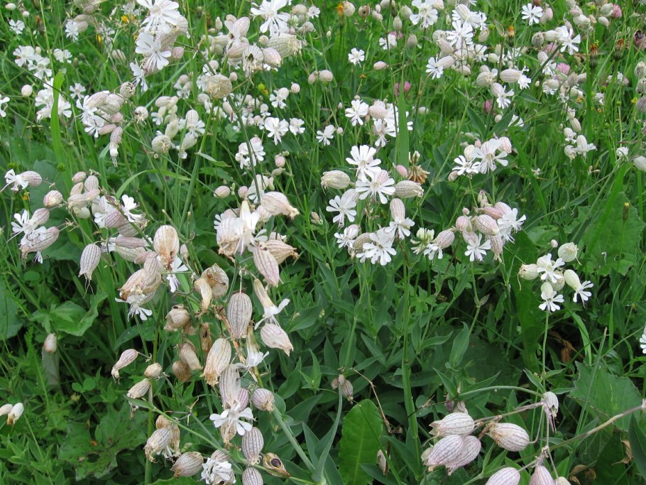 Смолевка поникшая