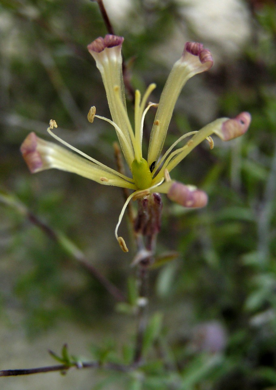 Смолёвка меловая (silene cretacea)