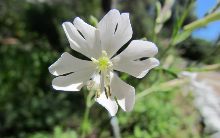 Гибралтарская смолевка