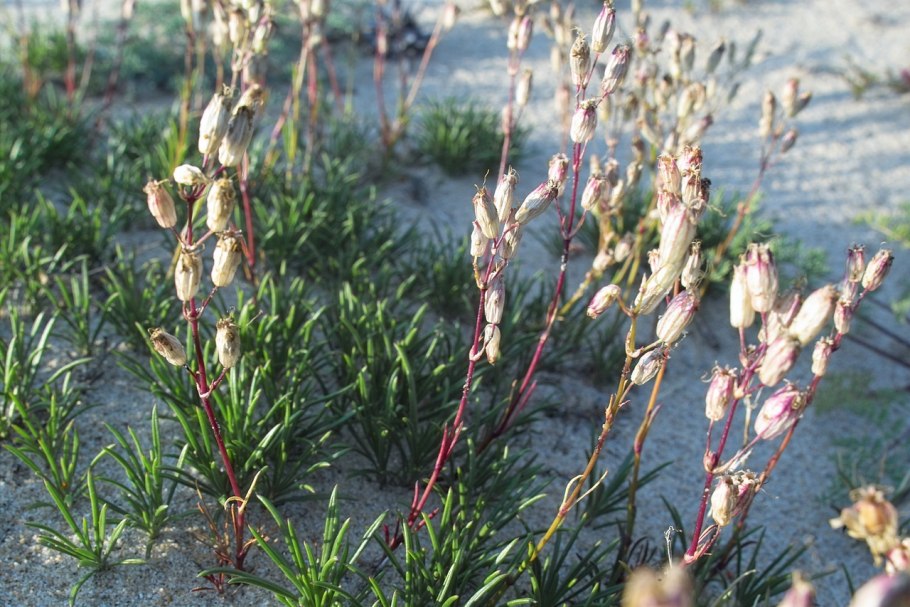 Смолёвка Башкирская