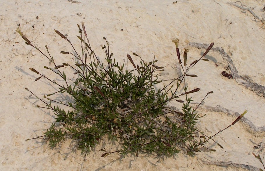 Смолевка меловая Silene cretacea Fisch. Ex Spreng.