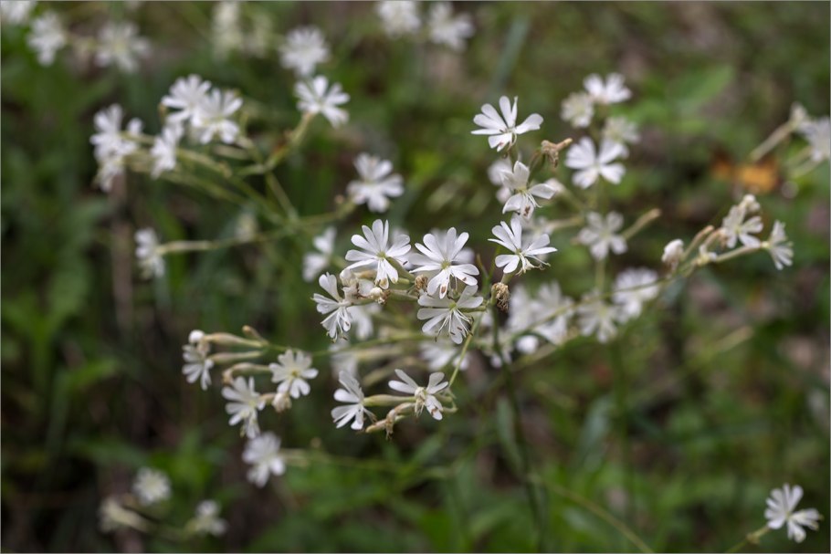Silene vulgaris